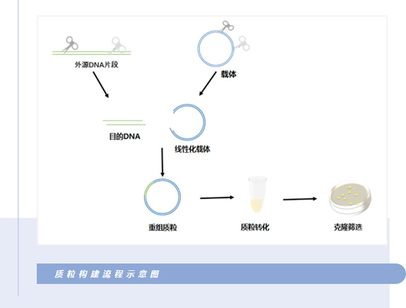 质粒是什么