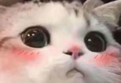 xyn是什么意思