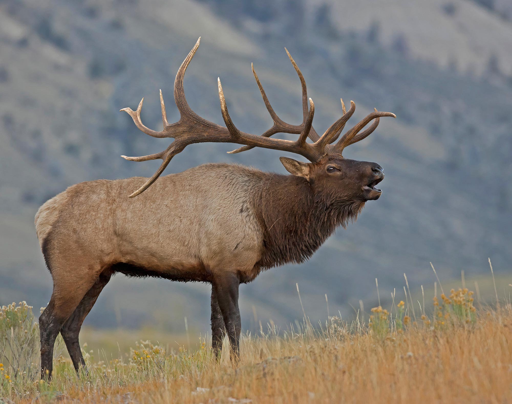 elk