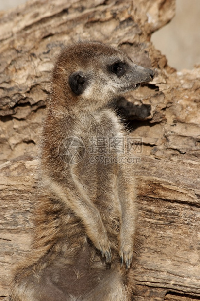 suricata