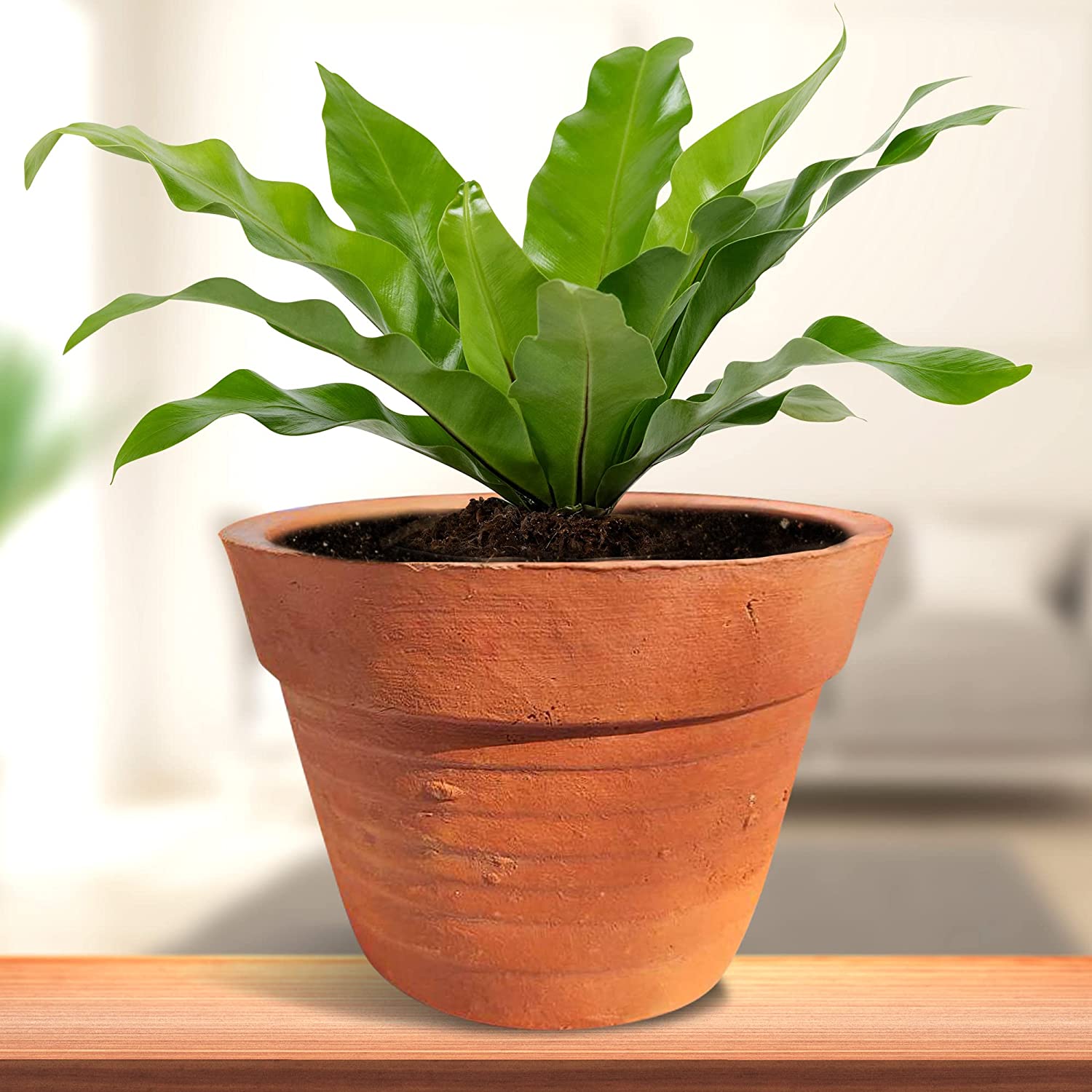pot
