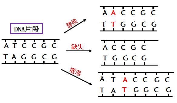基因突变概念