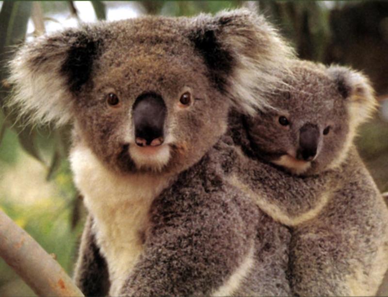 koalas