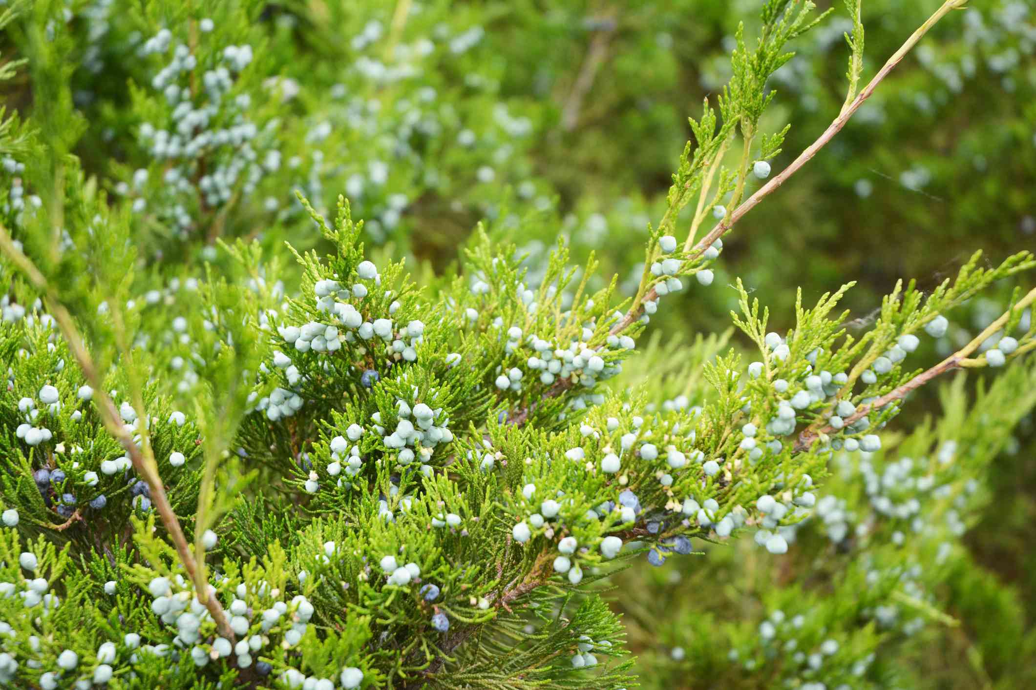 juniper