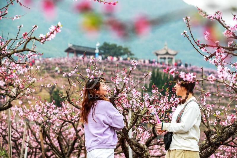 桃花岛网站