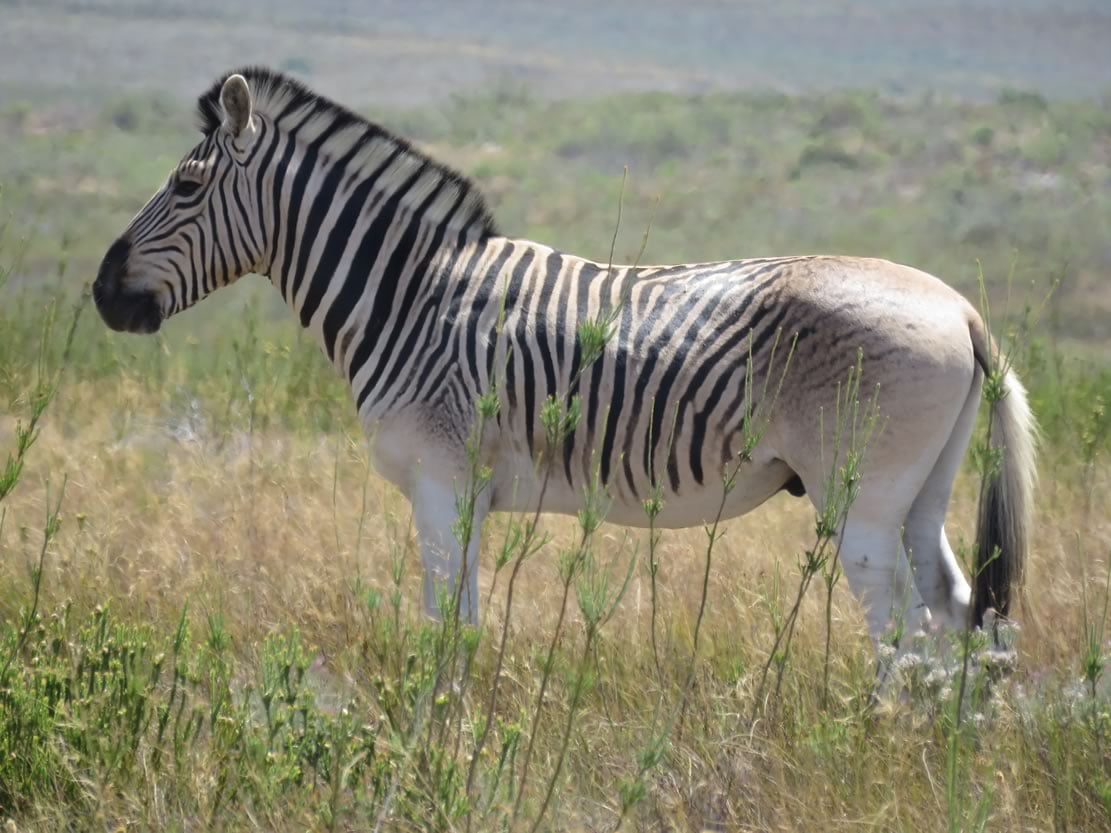 quagga