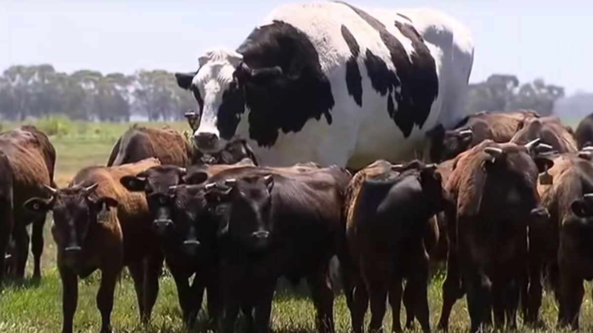 fatcow