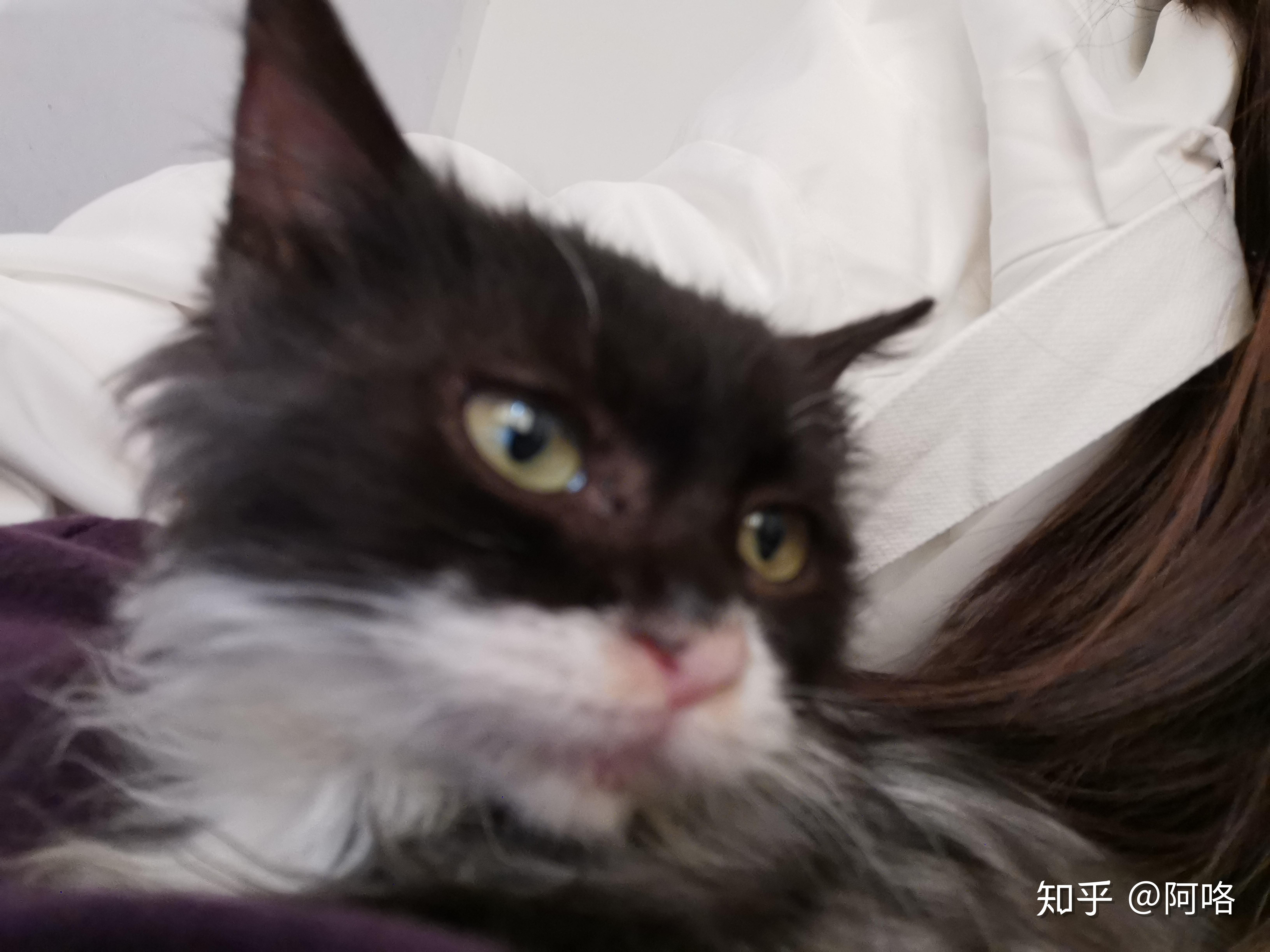网络猫是什么