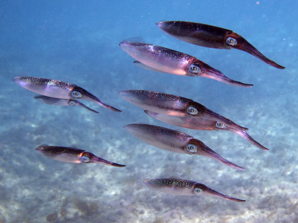 squids