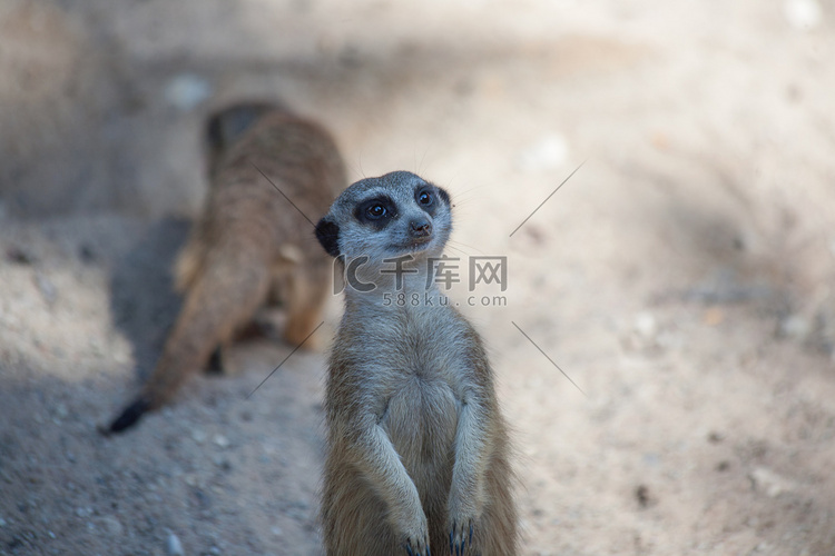suricata
