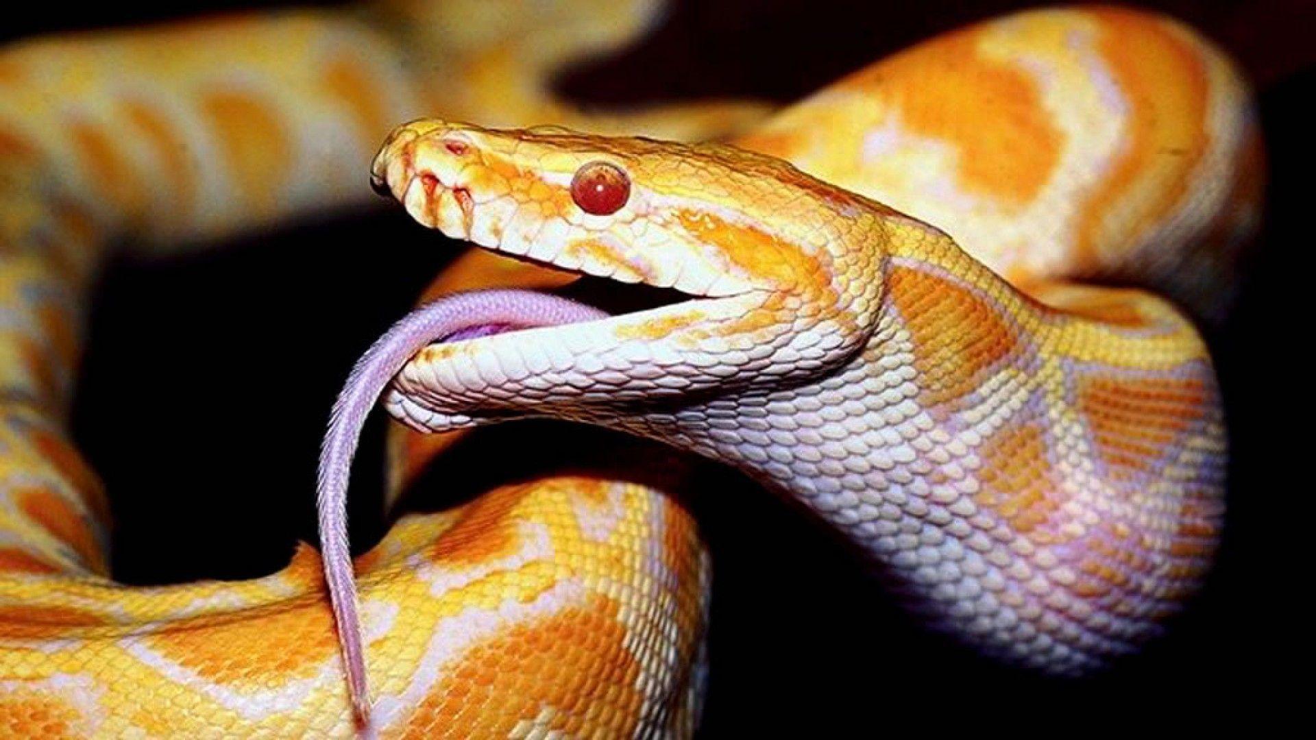 snak