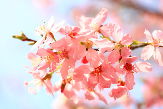 樱花frp