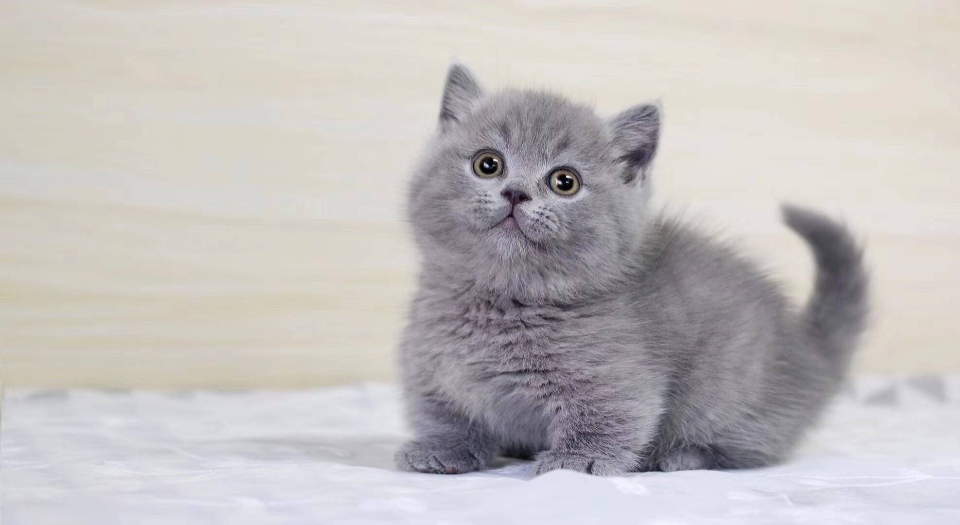 蓝猫移动