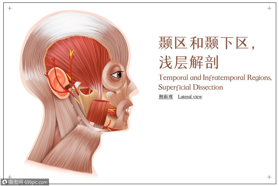 部开是什么意思